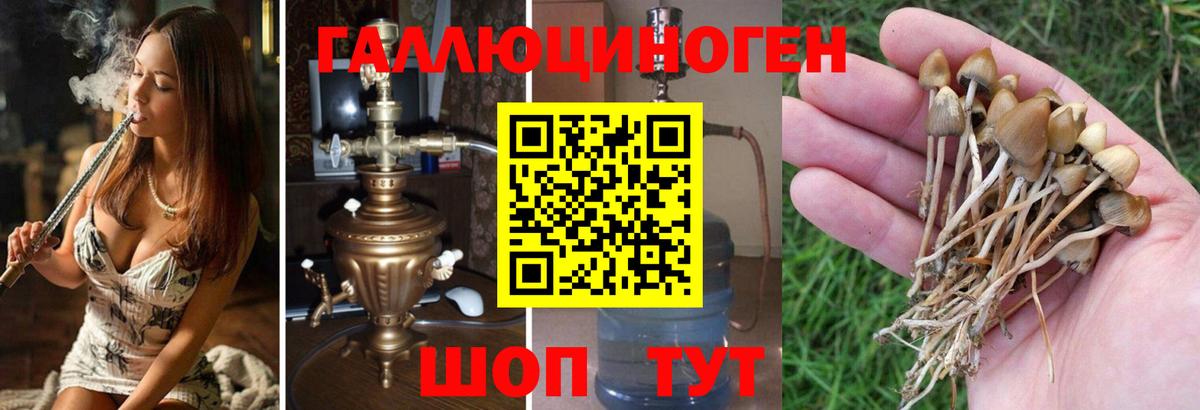 Галлюциногенные грибы Psilocybine cubensis Зеленокумск